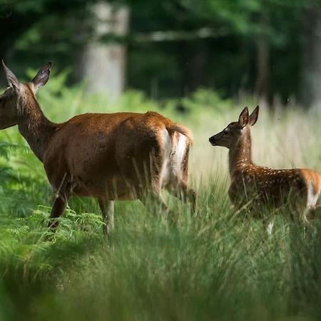 Maison Au Milieu Des Bois Et Des Animaux Jouy-le-Potier Extérieur photo