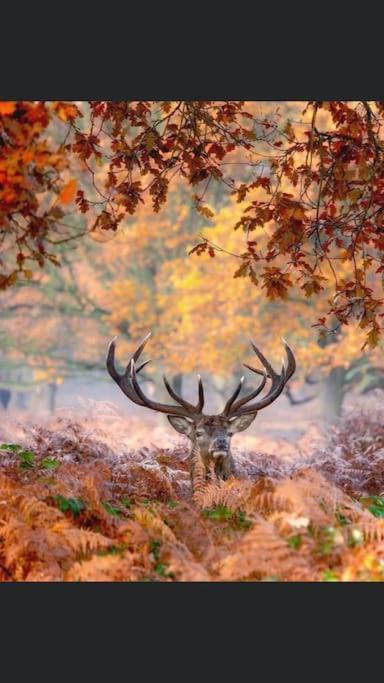 Maison Au Milieu Des Bois Et Des Animaux Jouy-le-Potier Extérieur photo