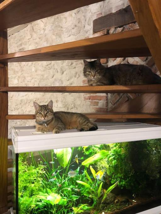Maison Au Milieu Des Bois Et Des Animaux Jouy-le-Potier Extérieur photo