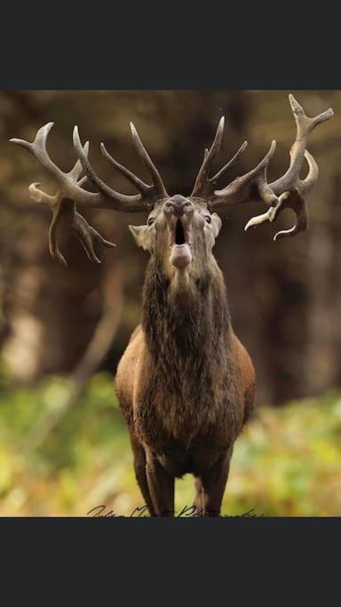 Maison Au Milieu Des Bois Et Des Animaux Jouy-le-Potier Extérieur photo